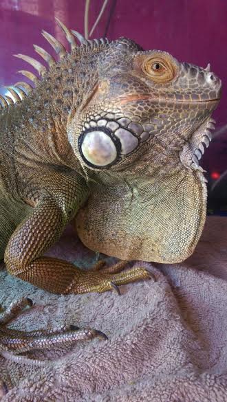 iguana Iguana macho en adopción