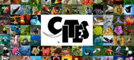 cites-imagen-700x318